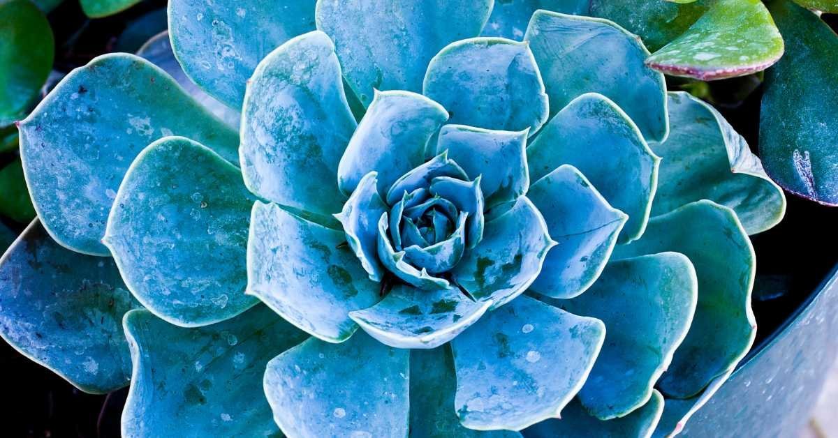 Echeveria