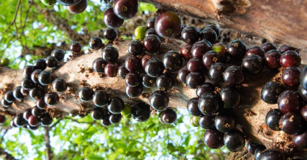 Jabuticaba