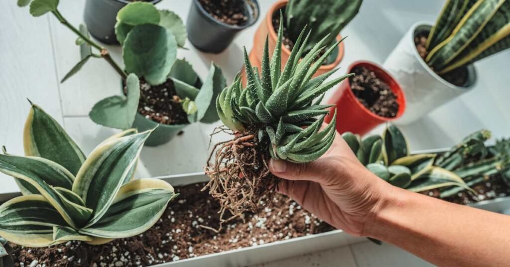 5 Tipos de Plantas para Apartamentos: Dicas para Ambientes Internos Verdes e Saudáveis