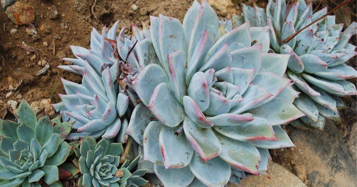 Dudleya