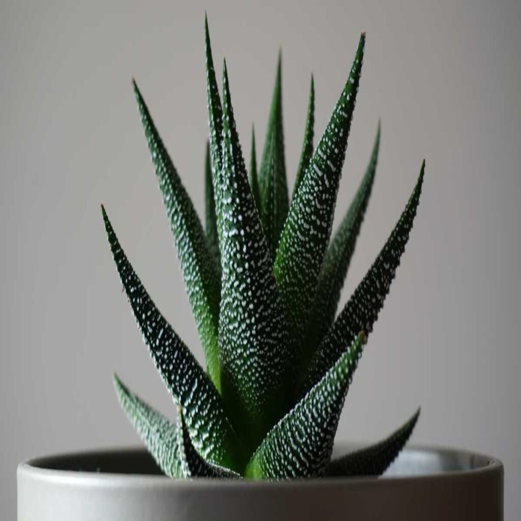 Haworthia