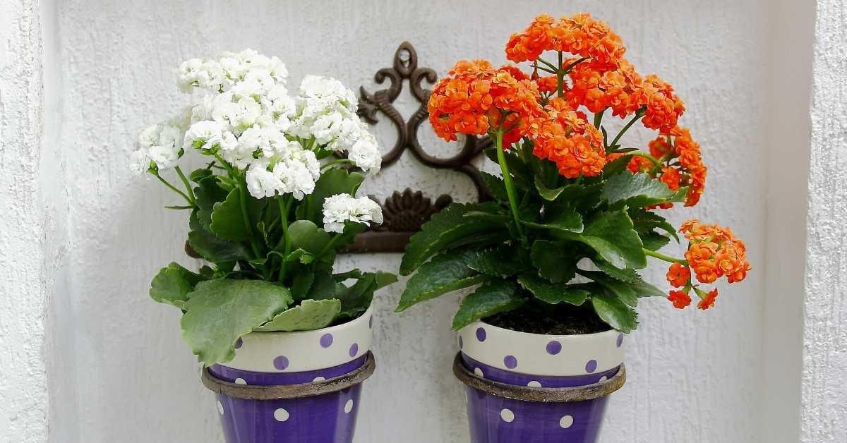 Kalanchoe