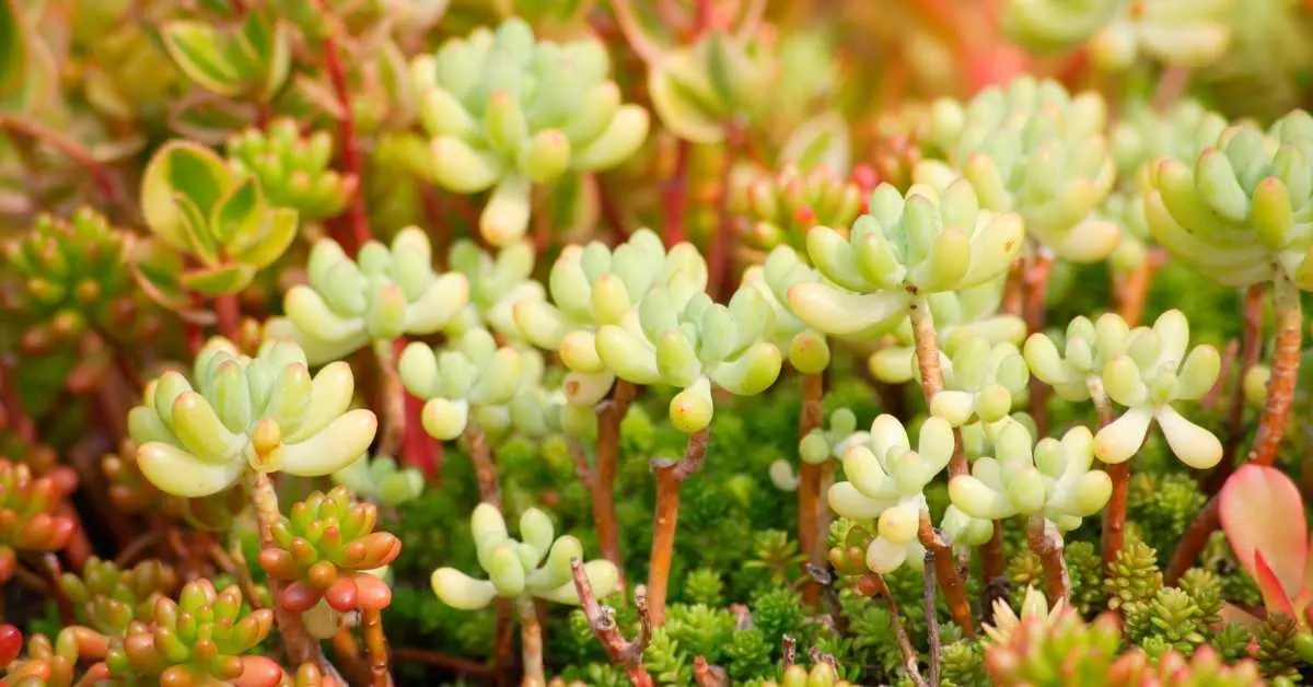 Sedum