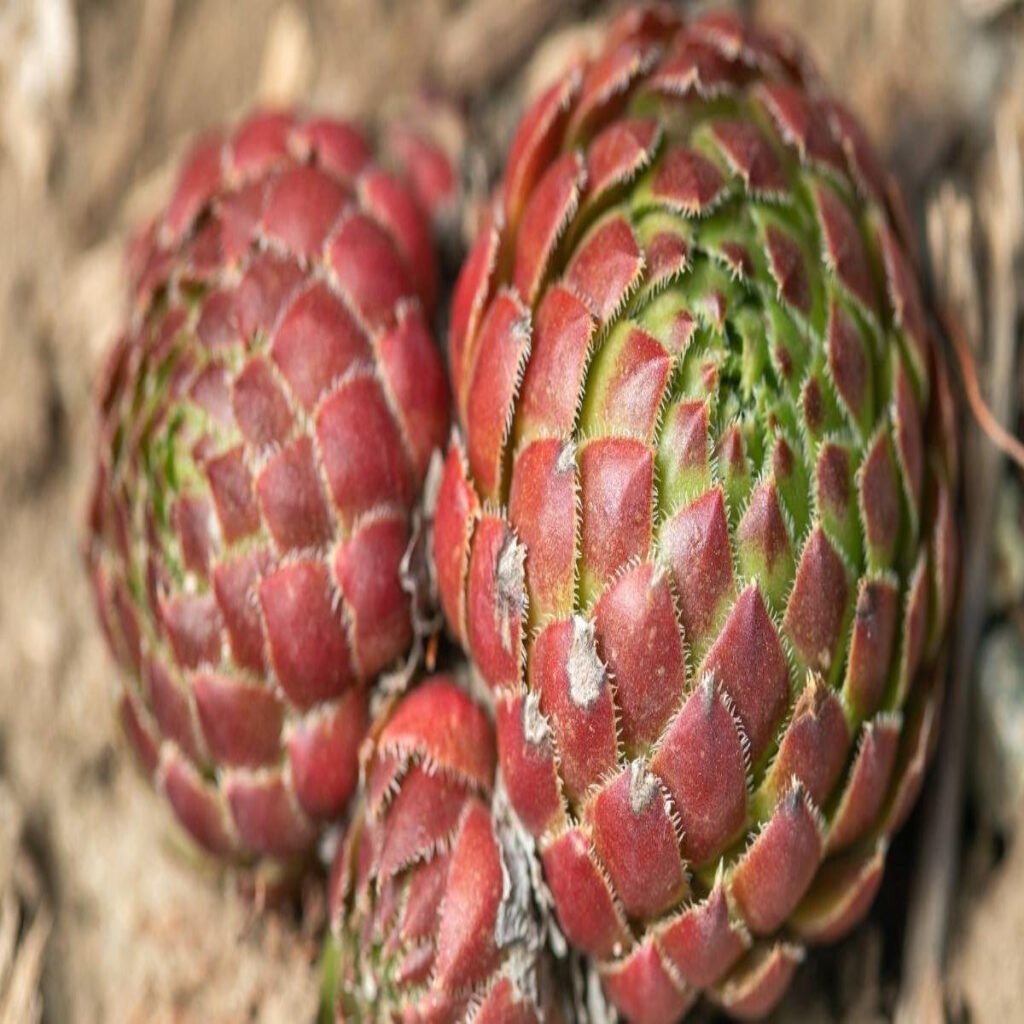 Sempervivum