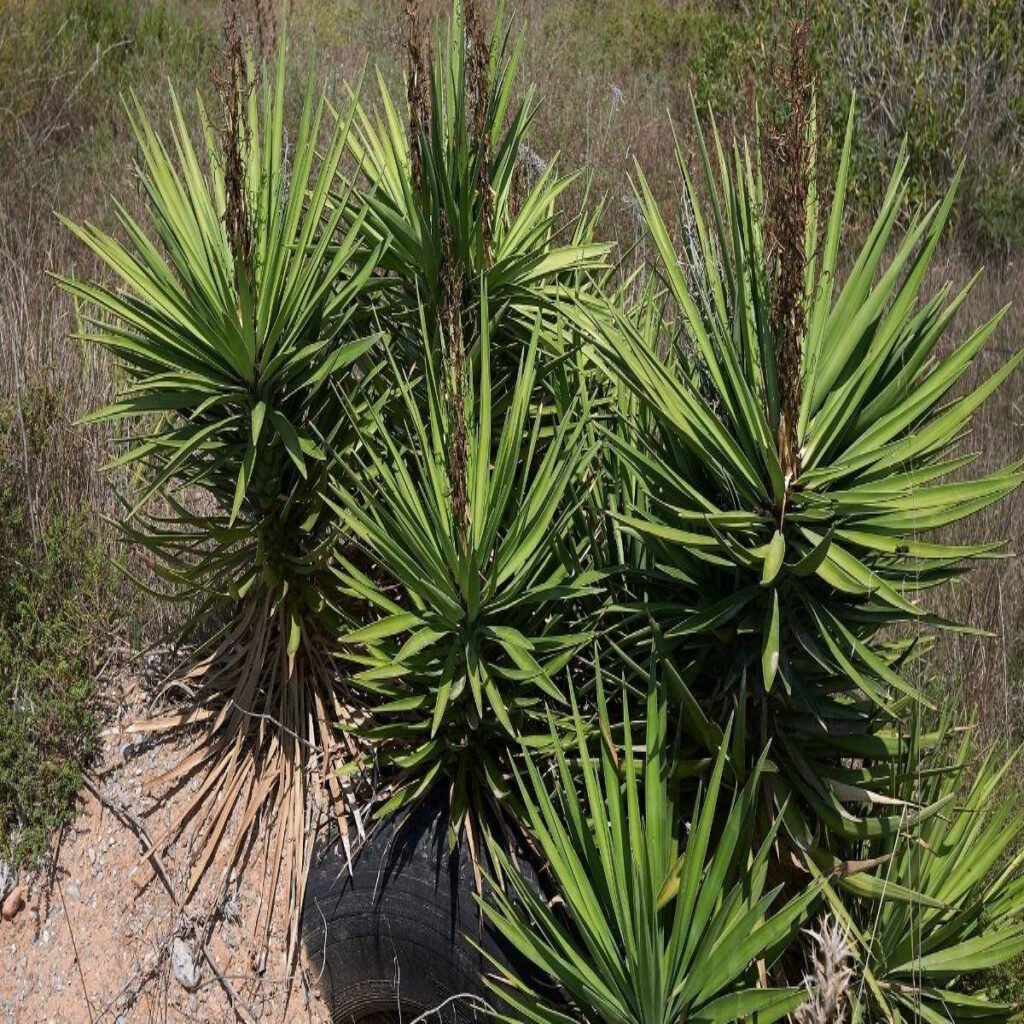 Yucca