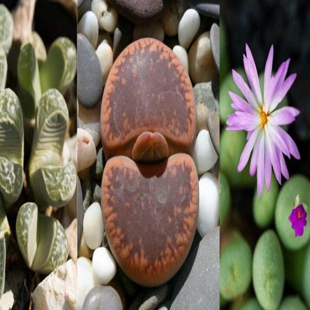 Lithops