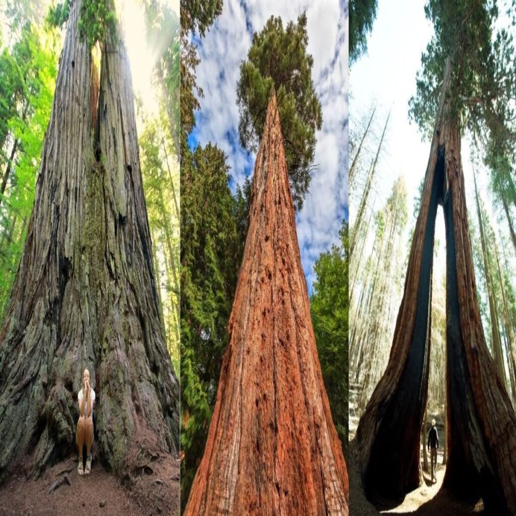 Sequoia