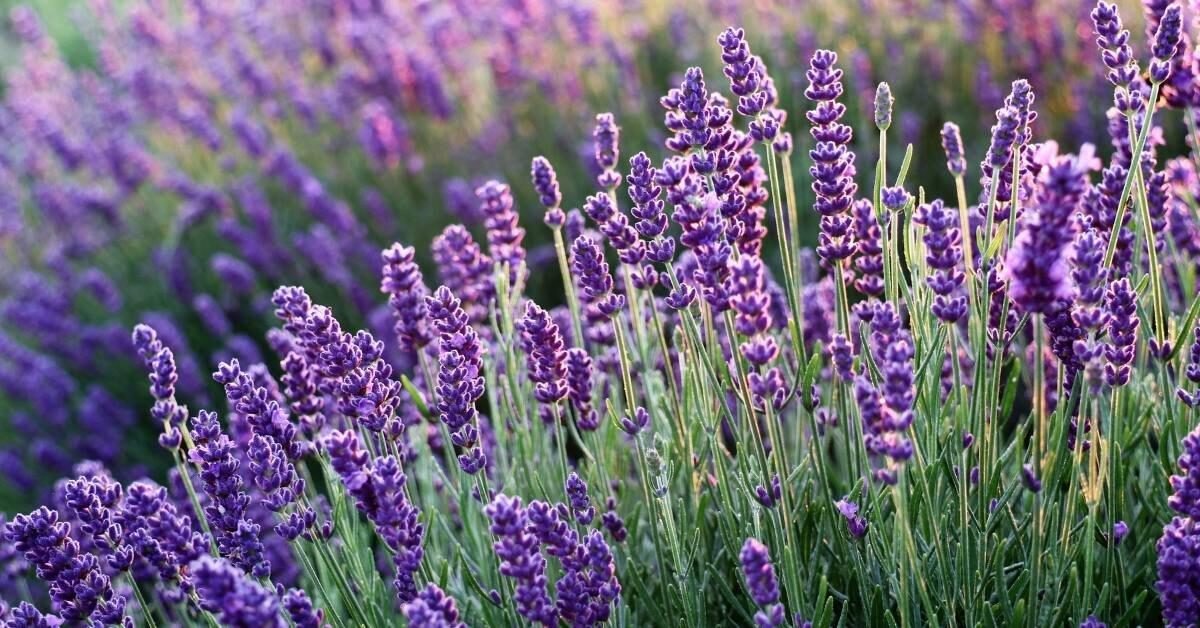 Lavanda