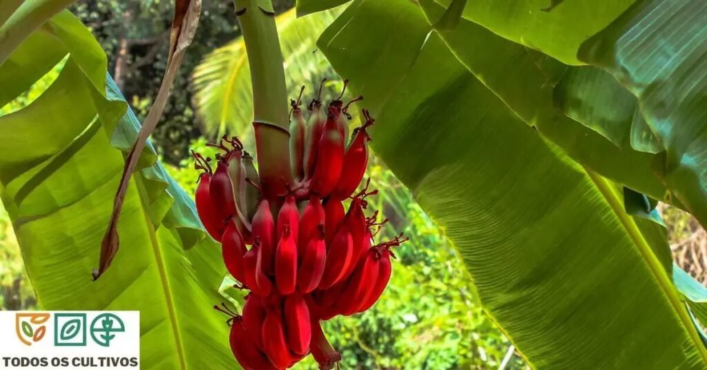 bananeira vermelha