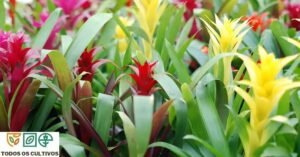 bromelia imperial