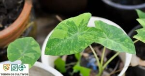 colocasia esculenta