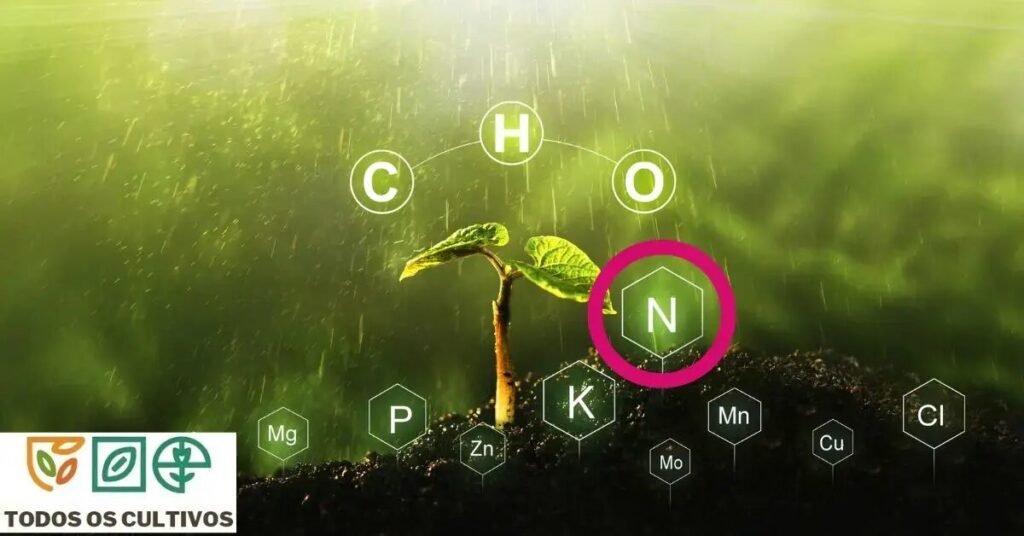 Qual a importância do Nitrogênio nas plantas?