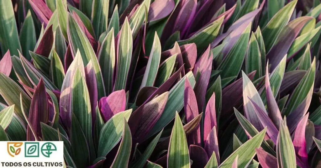 tradescantia spathacea